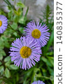 A bee on a flower of Erigeron speciosus. A variety of daisy, probably the blue variety 140835377