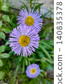 A bee on a flower of Erigeron speciosus. A variety of daisy, probably the blue variety 140835378