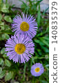A bee on a flower of Erigeron speciosus. A variety of daisy, probably the blue variety 140835379