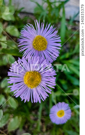 A bee on a flower of Erigeron speciosus. A variety of daisy, probably the blue variety 140835379
