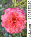 A hybrid tea rose that resembles the 'Chicago Peace' or 'Frenesie' varieties in its characteristics, distinguished by their brightly colored petals. 140835380