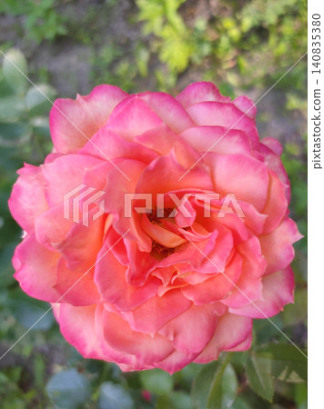 A hybrid tea rose that resembles the 'Chicago Peace' or 'Frenesie' varieties in its characteristics, distinguished by their brightly colored petals. 140835380