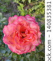 A hybrid tea rose that resembles the 'Chicago Peace' or 'Frenesie' varieties in its characteristics, distinguished by their brightly colored petals. 140835381