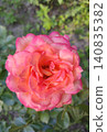A hybrid tea rose that resembles the 'Chicago Peace' or 'Frenesie' varieties in its characteristics, distinguished by their brightly colored petals. 140835382