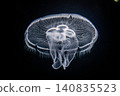 Jellyfish floating in the darkness 140835523