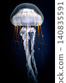 A fantastical underwater world where Pacific sea nettles drift, with long tentacles and golden umbrellas. 140835591