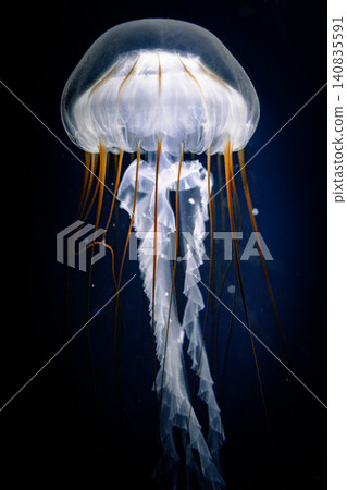 一個奇幻的水下世界，太平洋海蕁麻漂浮其間，它們有著長長的觸鬚和金色的傘狀物。 140835591