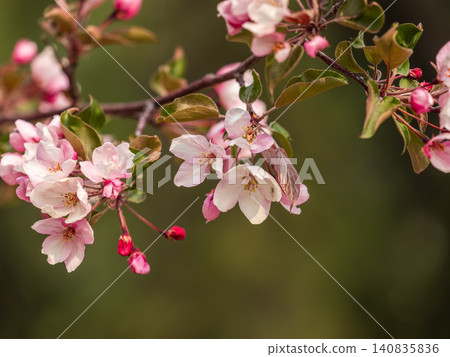 Fresh pink flowers of a blossoming apple tree with blured background Fresh pink flowers of a blossoming apple tree with blured background 140835836
