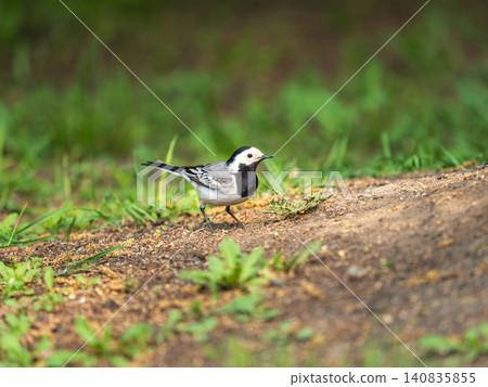 Cute bird white wagtail, Motacilla alba standing on a green lawn in spring. Cute bird white wagtail, Motacilla alba standing on a green lawn in spring. 140835855