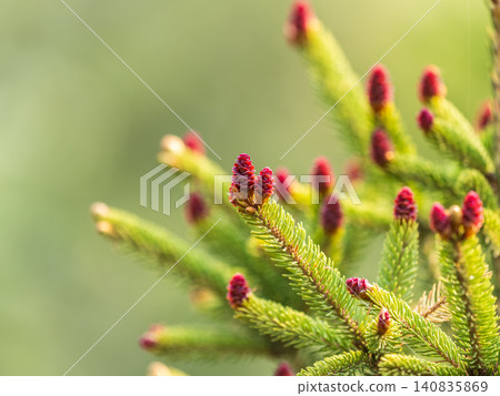 Closeup of fir branches with young buds. Spring nature concept. Fir branches with fresh shoots Closeup of fir branches with young buds. Spring nature concept. Fir branches with fresh shoots 140835869
