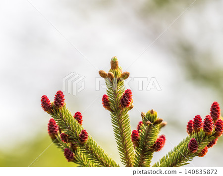Closeup of fir branches with young buds. Spring nature concept. Fir branches with fresh shoots Closeup of fir branches with young buds. Spring nature concept. Fir branches with fresh shoots 140835872