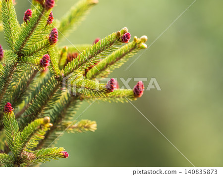 Closeup of fir branches with young buds. Spring nature concept. Fir branches with fresh shoots Closeup of fir branches with young buds. Spring nature concept. Fir branches with fresh shoots 140835873