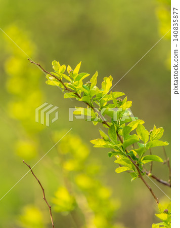 Nature of green leaf in garden at summer. Natural green leaves plants using as spring background cover page environment ecology Nature of green leaf in garden at summer. Natural green leaves plants using as spring background cover page environment ecology 140835877