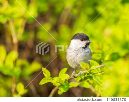 Cute bird The willow tit, song bird sitting on a branch with bright green background. The willow tit, lat. Poecile montanus. Cute bird The willow tit, song bird sitting on a branch with bright green background. The willow tit, lat. Poecile montanus. 140835878