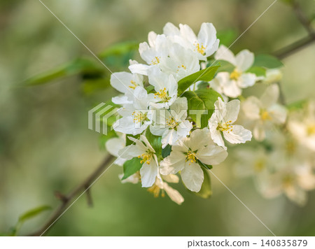 White blossoming apple trees in the sunset light. Spring season, spring colors. White blossoming apple trees in the sunset light. Spring season, spring colors. 140835879