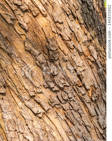 The texture of the bark of an old apple tree 140835882