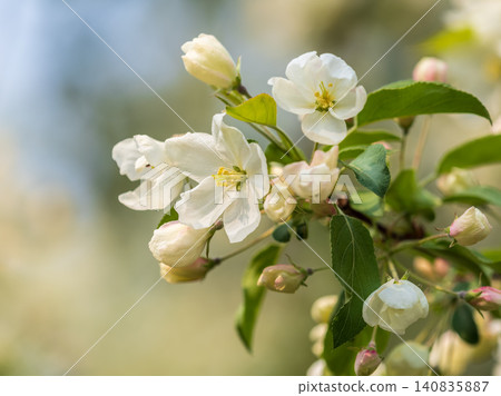 White blossoming apple trees in the sunset light. Spring season, spring colors. White blossoming apple trees in the sunset light. Spring season, spring colors. 140835887
