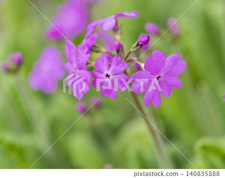 Japanese primrose, Primula sieboldii, Known also as Asiatic primrose and Cortusoides primula. Another scientific name is Primula patens. Japanese primrose, Primula sieboldii, Known also as Asiatic primrose and Cortusoides primula. Another scientific name is Primula patens. 140835888