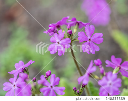 Japanese primrose, Primula sieboldii, Known also as Asiatic primrose and Cortusoides primula. Another scientific name is Primula patens. Japanese primrose, Primula sieboldii, Known also as Asiatic primrose and Cortusoides primula. Another scientific name is Primula patens. 140835889