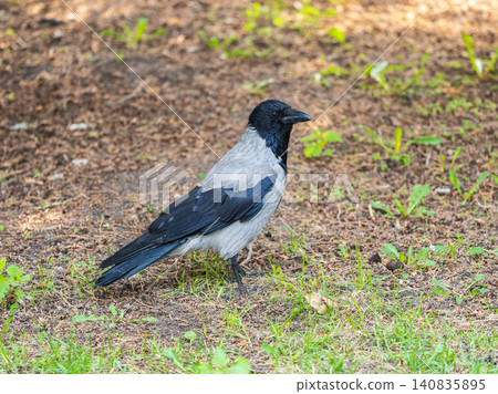 Hooded crow, corvus cornix, standing on the lawn in the spring or summer Hooded crow, corvus cornix, standing on the lawn in the spring or summer 140835895
