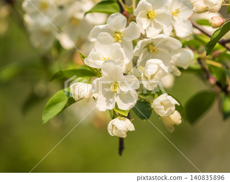 White blossoming apple trees in the sunset light. Spring season, spring colors. White blossoming apple trees in the sunset light. Spring season, spring colors. 140835896