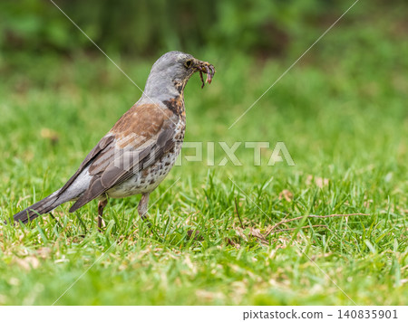 Wood bird Fieldfare, Turdus pilaris, on a sprng lawn. 140835901