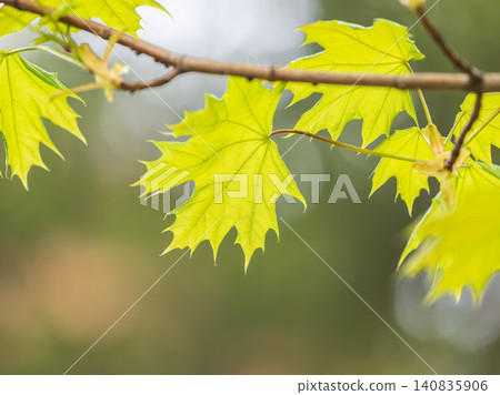 Spring branches of maple tree with fresh green leaves. Acer saccharinum, silver maple Spring branches of maple tree with fresh green leaves. Acer saccharinum, silver maple 140835906