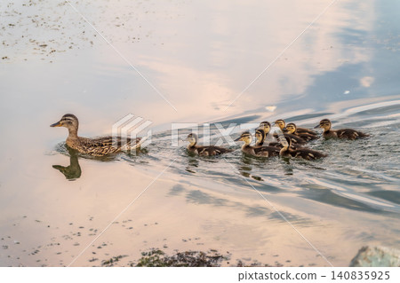 A family of ducks, a duck and its little ducklings are swimming in the water. The duck takes care of its newborn ducklings. Mallard, lat. Anas platyrhynchos A family of ducks, a duck and its little ducklings are swimming in the water. The duck takes care of its newborn ducklings. Mallard, lat. Anas platyrhynchos 140835925