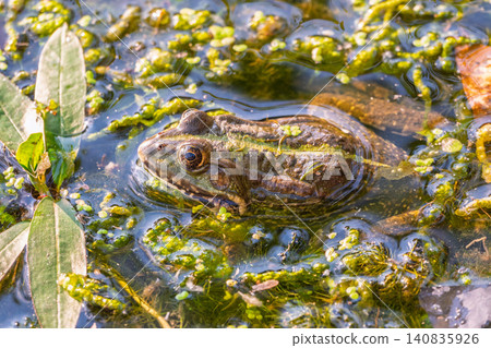 A large green frog sits in the marsh. A large green frog sits in the marsh. 140835926