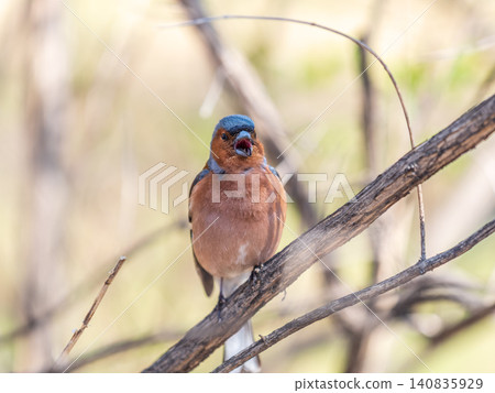 Common chaffinch, Fringilla coelebs, sits on a tree. Common chaffinch in wildlife. Common chaffinch, Fringilla coelebs, sits on a tree. Common chaffinch in wildlife. 140835929