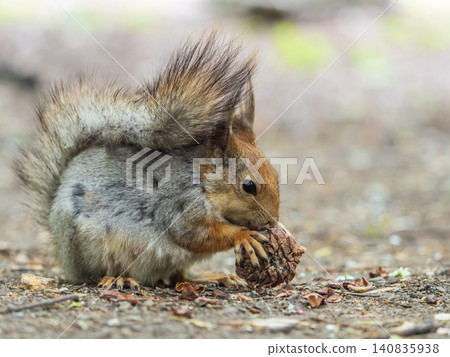 Squirrel in autumn or spring with nut on the green grass with fallen yellow leaves Squirrel in autumn or spring with nut on the green grass with fallen yellow leaves 140835938