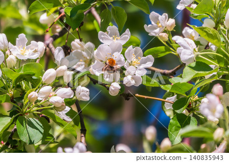 White blossoming apple trees in the sunset light. Spring season, spring colors. White blossoming apple trees in the sunset light. Spring season, spring colors. 140835943
