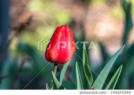 Colorful red tulips blossom in spring garden Colorful red tulips blossom in spring garden 140835949