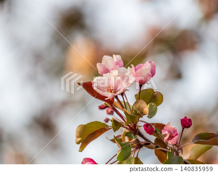 Fresh pink flowers of a blossoming apple tree with blured background 140835959