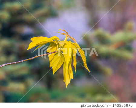 Acer negundo, Box elder, boxelder, ash-leaved and maple ash, Manitoba, elf, ashleaf maple male inflorescences and flowers on branch outdoor. 140835973