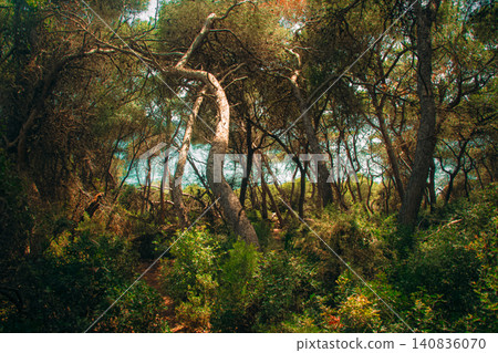 Deep forest near the beach and the coastline Deep forest near the beach and the coastline 140836070
