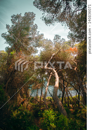 Deep forest with trees nearby and near the coastline 140836071