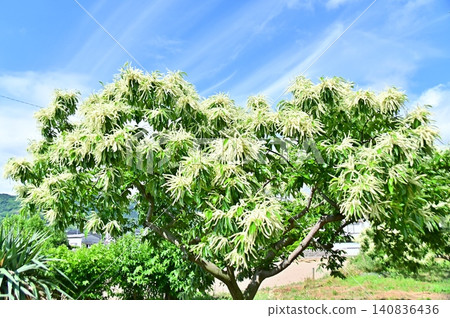 Chestnut blossoms in full bloom against a blue sky Chestnut blossoms in full bloom against a blue sky 140836436