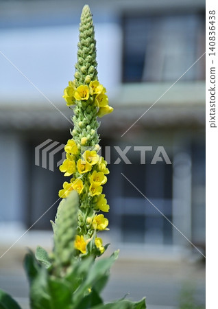 Yellow flowers of the velvet mullein Yellow flowers of the velvet mullein 140836438