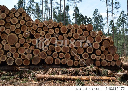 Logs of cut cedar Shonai, Yamagata Prefecture Logs of cut cedar Shonai, Yamagata Prefecture 140836472