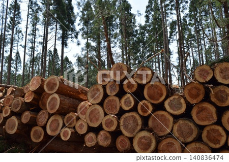Logs of cut cedar Shonai, Yamagata Prefecture Logs of cut cedar Shonai, Yamagata Prefecture 140836474