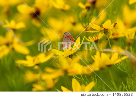 一隻小銅蝶停在金雞菊（Coreopsis lanceolata）的花上。 140836528