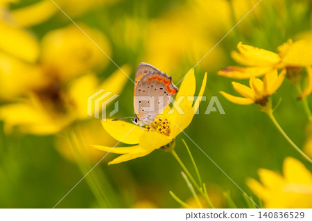 A small copper butterfly perched on a Coreopsis lanceolata flower. A small copper butterfly perched on a Coreopsis lanceolata flower. 140836529