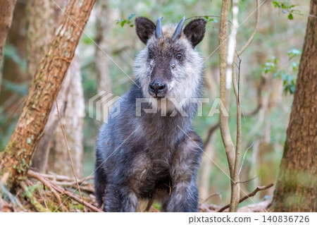 A full-body view of a Japanese serow standing in the forest. A full-body view of a Japanese serow standing in the forest. 140836726
