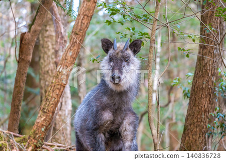A full-body view of a Japanese serow standing in the forest. 140836728
