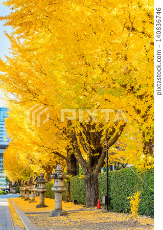 Tokyo's Yasukuni Shrine: Ginkgo trees shining in golden hues. 140836746