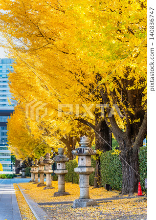 Tokyo's Yasukuni Shrine: Ginkgo trees shining in golden hues. Tokyo's Yasukuni Shrine: Ginkgo trees shining in golden hues. 140836747