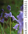 Spanish bluebell 140836831
