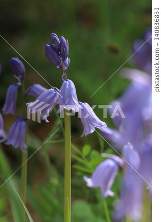 Spanish bluebell Spanish bluebell 140836831