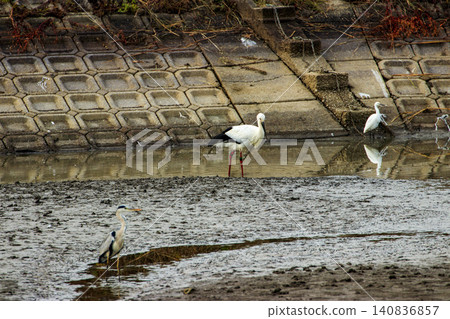 Storks and herons, designated as special natural monuments of Japan, at a reservoir in Hiroshima Prefecture. Storks and herons, designated as special natural monuments of Japan, at a reservoir in Hiroshima Prefecture. 140836857